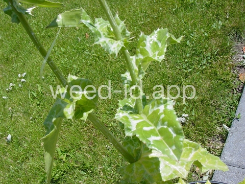 milkthistle, blessed